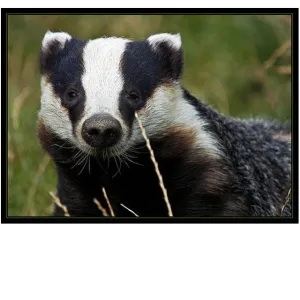 Badger Amber Ale - All Grain Kit